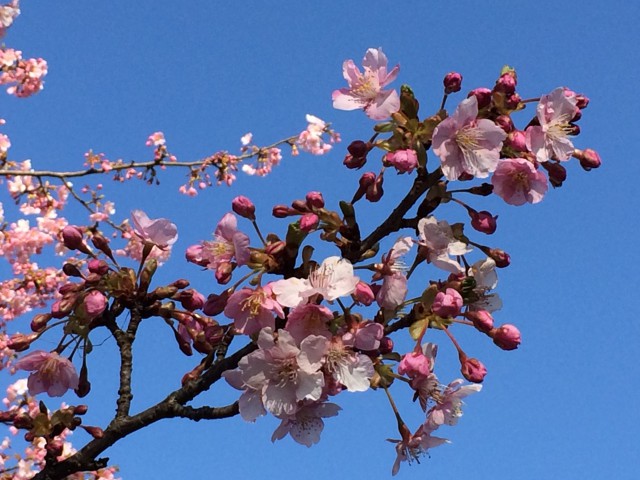 sakura